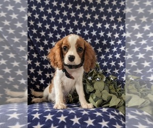 Cavalier King Charles Spaniel Puppy for sale in QUARRYVILLE, PA, USA