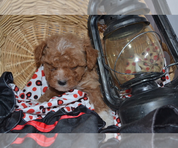 Medium Photo #2 Cavapoo (Miniature)-Poodle (Toy) Mix Puppy For Sale in GREENWOOD, WI, USA