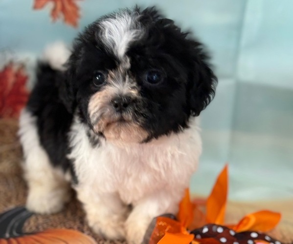 Medium Photo #1 Zuchon Puppy For Sale in CENTER HILL, FL, USA