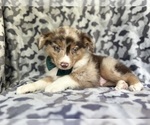 Small #5 Miniature Australian Shepherd