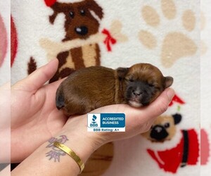 Yorkshire Terrier Puppy for sale in WINNSBORO, LA, USA