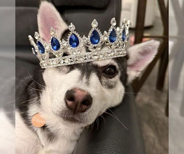 Medium Photo #4 Siberian Husky-Unknown Mix Puppy For Sale in Fargo, ND, USA