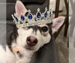 Small #3 Siberian Husky Mix