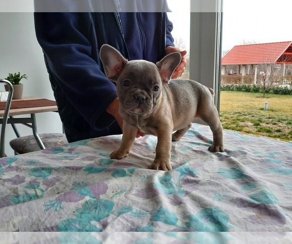 Medium Photo #1 French Bulldog Puppy For Sale in Kaposvar, Somogy, Hungary