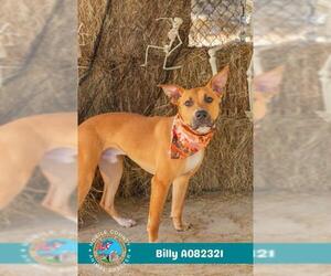 Mutt Dogs for adoption in Mobile, AL, USA