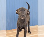 Small #7 Labrador Retriever Mix
