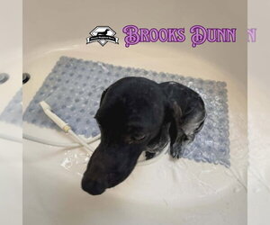 Brooks Dunn - Male Dachshund Dog for Adoption - Photo #11