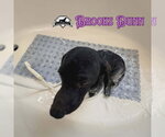 Small Photo #11 Dachshund Puppy For Sale in San Antonio, TX, USA
