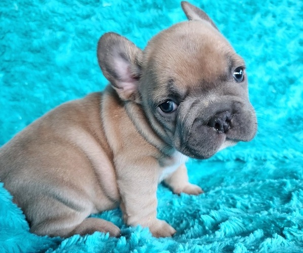 Medium Photo #15 French Bulldog Puppy For Sale in LAS VEGAS, NV, USA