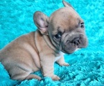 Small #14 French Bulldog