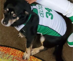 Solomon - Male Chipin Dog for Adoption - Photo #8