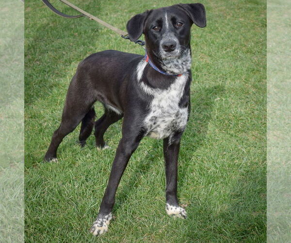 Medium Photo #4 Border-Aussie Puppy For Sale in Huntley, IL, USA