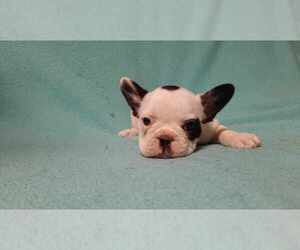 French Bulldog Puppy for sale in SALEM, WV, USA