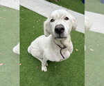 Small Great Pyrenees