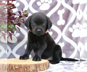 Labrador Retriever Puppy for sale in GORDONVILLE, PA, USA