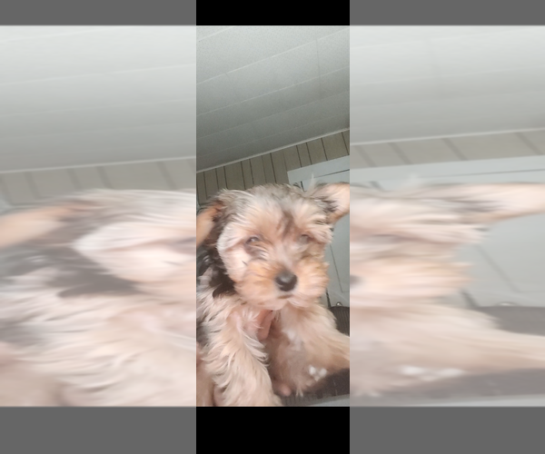 Medium Photo #3 Yorkshire Terrier Puppy For Sale in CLEVELAND, OH, USA