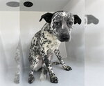 Small Dalmatian Mix