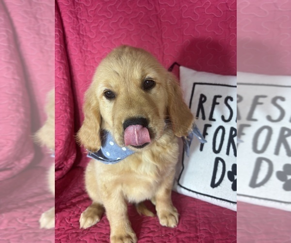 Medium Photo #3 Golden Retriever Puppy For Sale in GREENFIELD, IN, USA