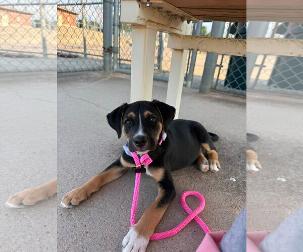 Medium Photo #10 Collie-Labrador Retriever Mix Puppy For Sale in Germantown, OH, USA