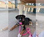 Small #9 Collie-Labrador Retriever Mix