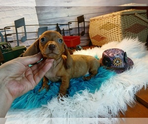 Dachshund Puppy for Sale in CARTHAGE, Texas USA