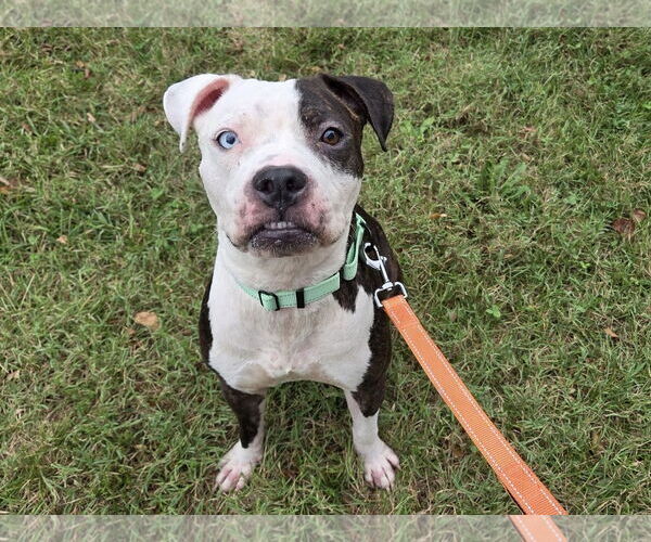 Medium Photo #1 American Pit Bull Terrier-Unknown Mix Puppy For Sale in Millersville, MD, USA