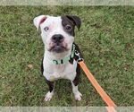 Small American Pit Bull Terrier Mix