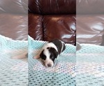 Small Photo #5 Bordoodle Puppy For Sale in UNICOI, TN, USA