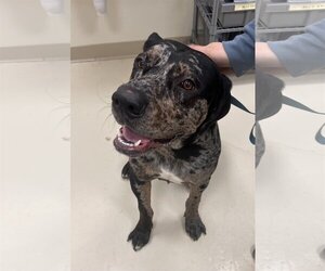 Catahoula Leopard Dog-Great Dane Mix Dogs for adoption in Webster, WI, USA