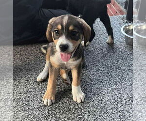 Australian Shepherd-Beagle Mix Dogs for adoption in MECHANICSBURG, PA, USA