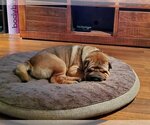Small Photo #2 Chinese Shar-Pei Puppy For Sale in Prescott, Ontario, Canada