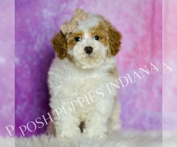 Medium Photo #22 Maltipoo (Miniature) Puppy For Sale in WARSAW, IN, USA