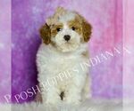 Small #3 Maltipoo (Miniature)