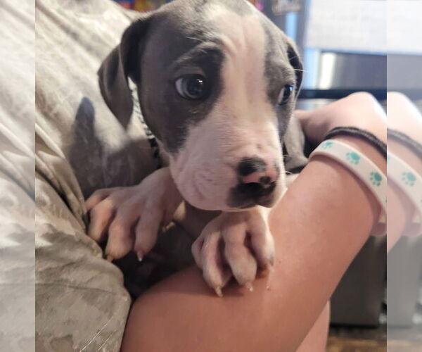 Medium Photo #4 Mutt Puppy For Sale in New London, WI, USA