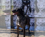 Small #5 German Shorthaired Pointer Mix