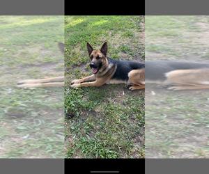 Father of the German Shepherd Dog puppies born on 04/07/2025