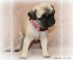 Small Photo #35 Pug Puppy For Sale in WINNSBORO, TX, USA