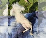 Small #5 Maltese