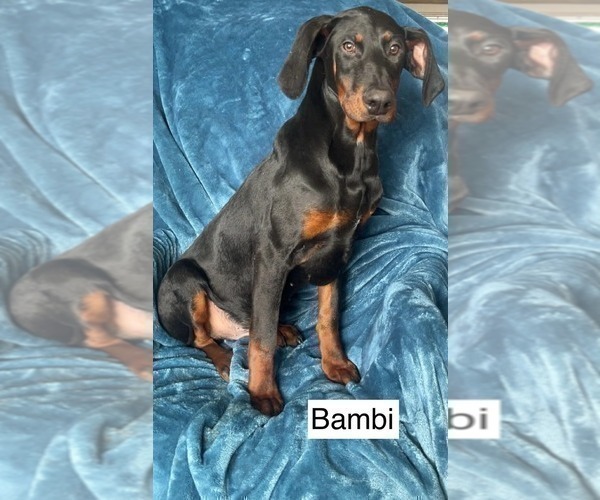 Medium Photo #1 Doberman Pinscher Puppy For Sale in POMEROY, OH, USA