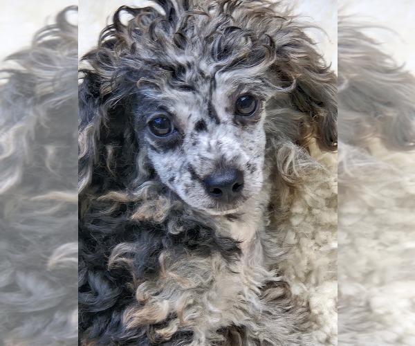 Medium Photo #1 Poodle (Toy) Puppy For Sale in JASONVILLE, IN, USA