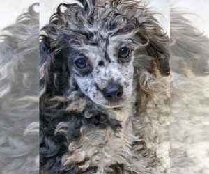 Medium Poodle (Toy)