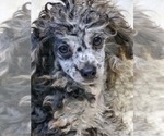 Image preview for Ad Listing. Nickname: Litter of 2