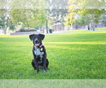Small #5 Boxer-Pointer Mix