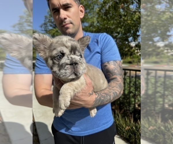 Medium Photo #1 French Bulldog Puppy For Sale in SAN DIEGO, CA, USA