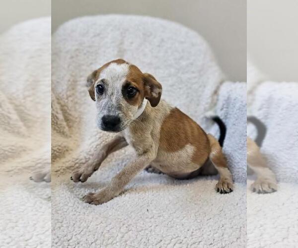 Medium Photo #8 Black Mouth Cur-Unknown Mix Puppy For Sale in Rockwall, TX, USA