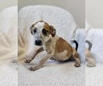 Small #7 Black Mouth Cur Mix