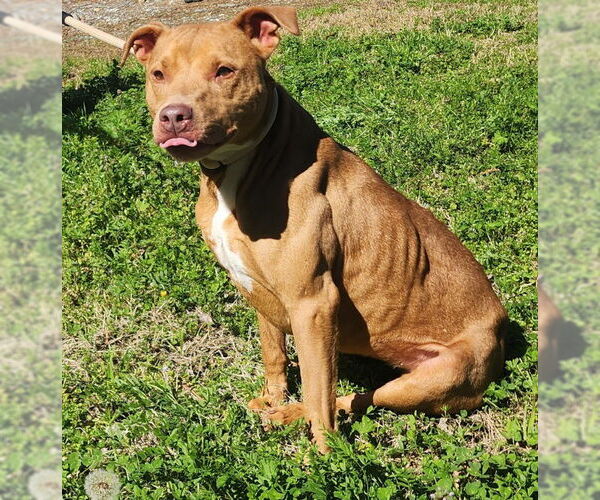 Medium Photo #4 American Pit Bull Terrier-Unknown Mix Puppy For Sale in Wetumpka, AL, USA