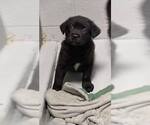 Small Labrador Retriever Mix