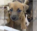 Small #9 Mutt
