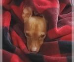 Small #10 Chiweenie